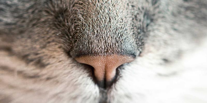 南通江浦：打造大型邮轮维修与改装新高地的技术实力与挑战